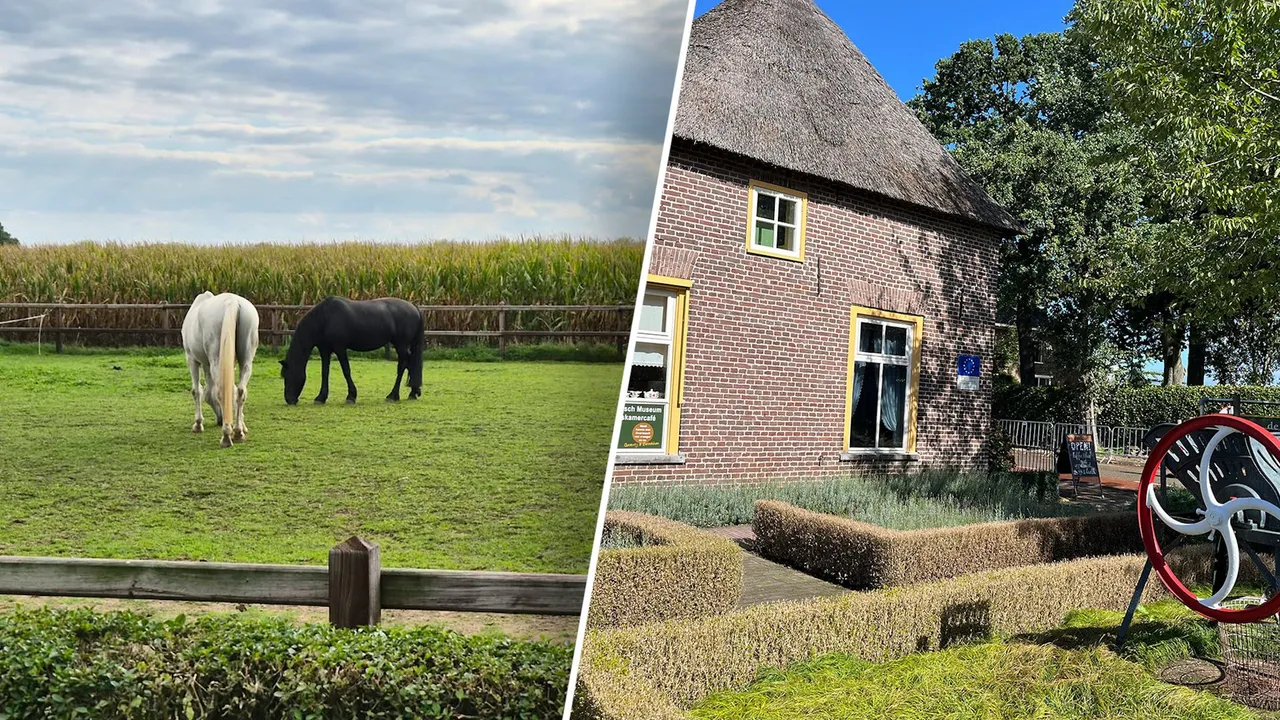 Links: het maisveld in Overasselt. Rechts: agrarisch museum De Lage Hof.